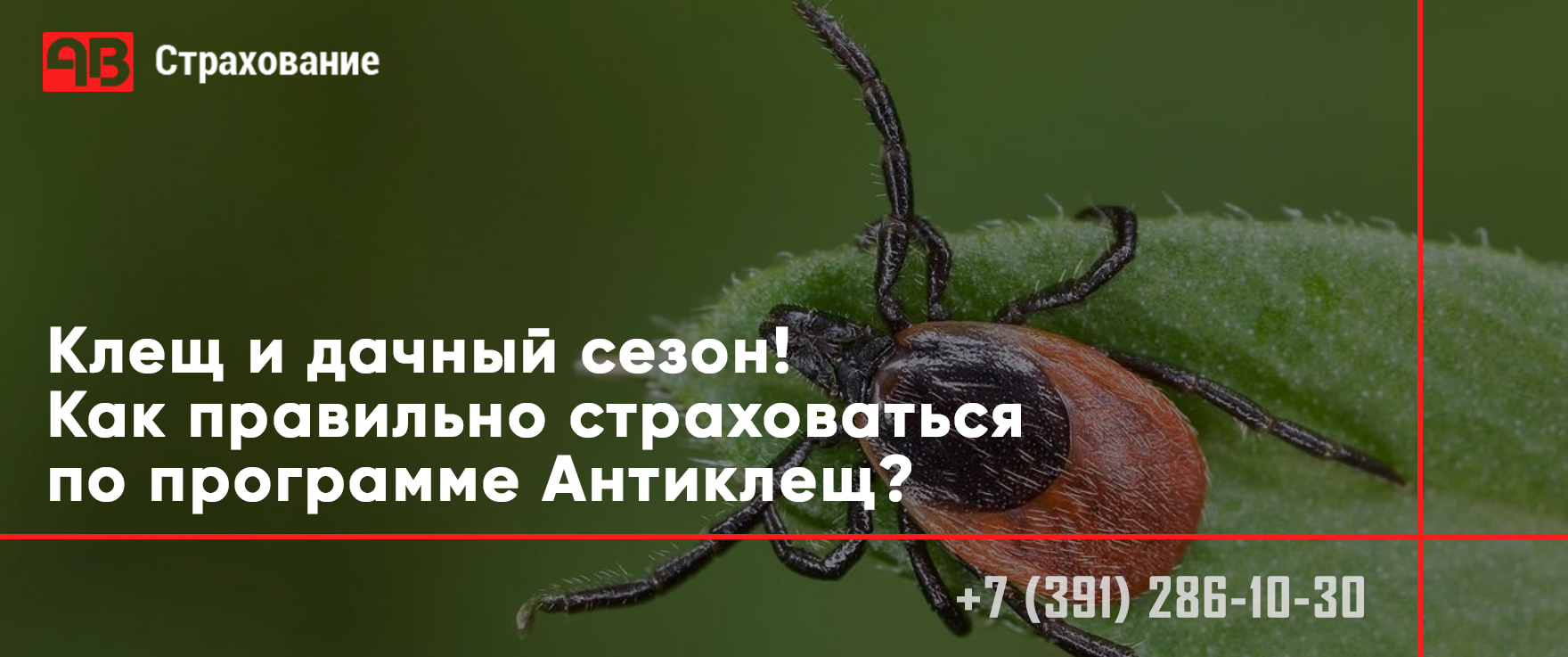 Клещ и дачный сезон